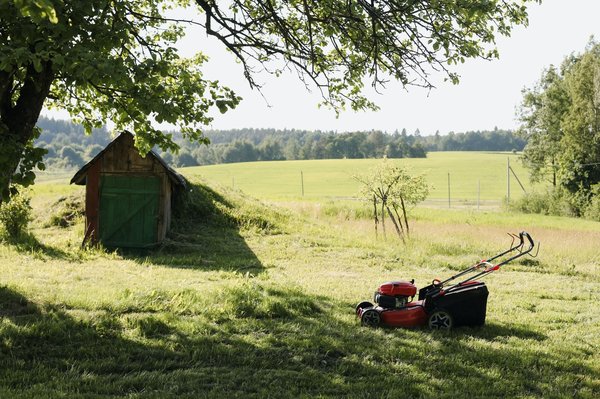 Cultiver un gazon sain sans produits chimiques : nos astuces